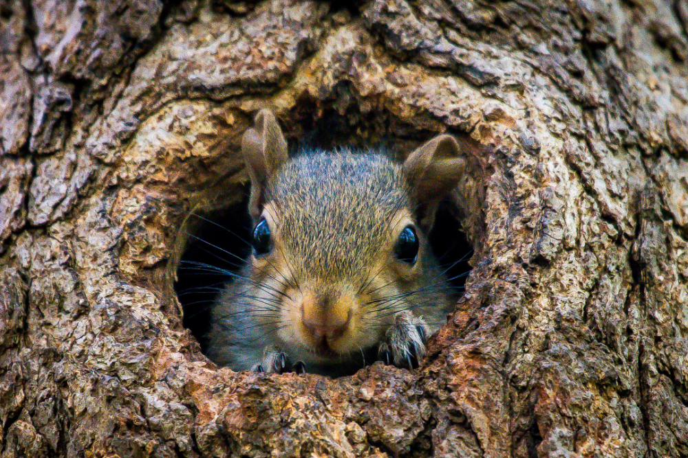 squirrel in a treehole