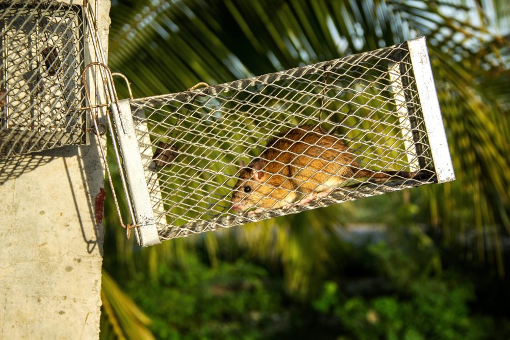 Mouse in spring trap cage hung with a pole in the agricultural garden countryside.