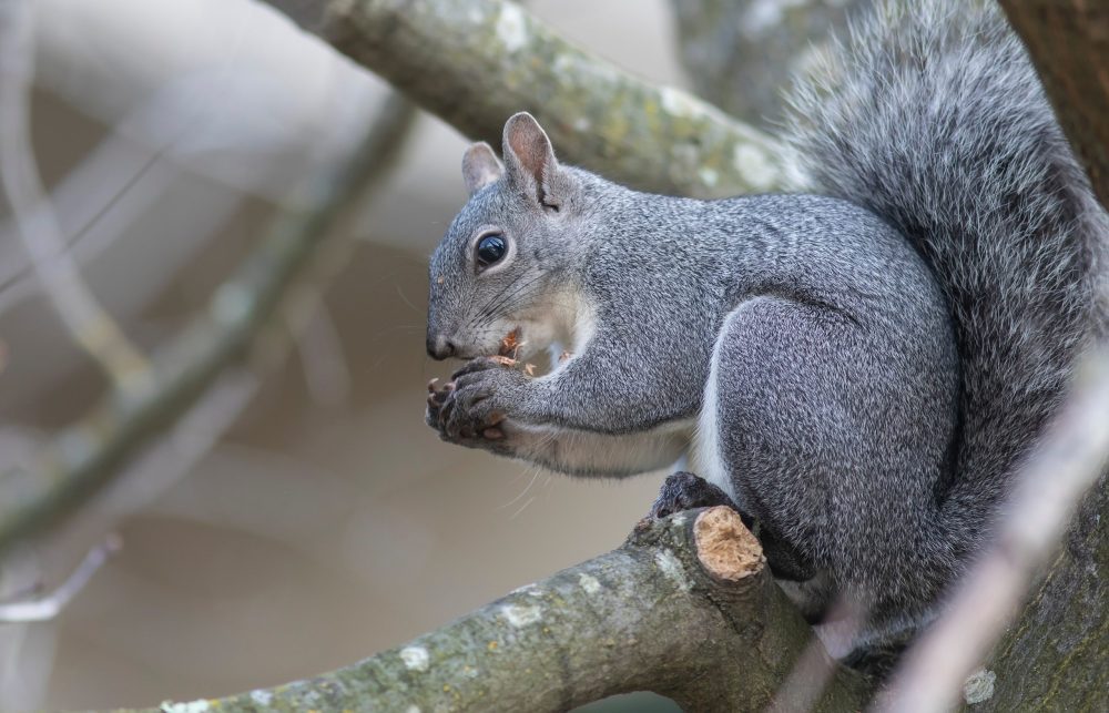 grey squirrel eating tree