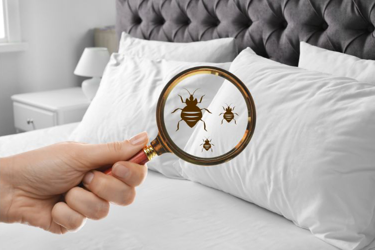 Bedbug inspection