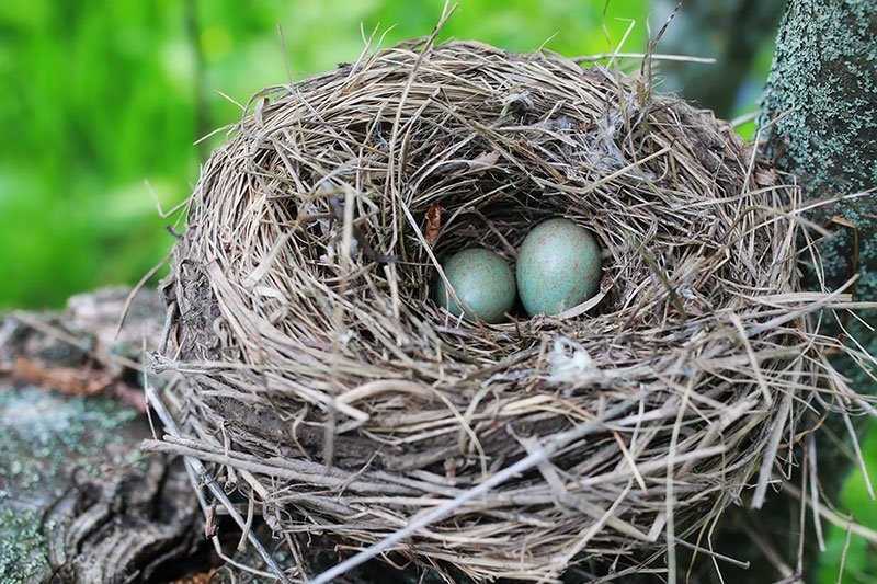 blackbird nest with eggs