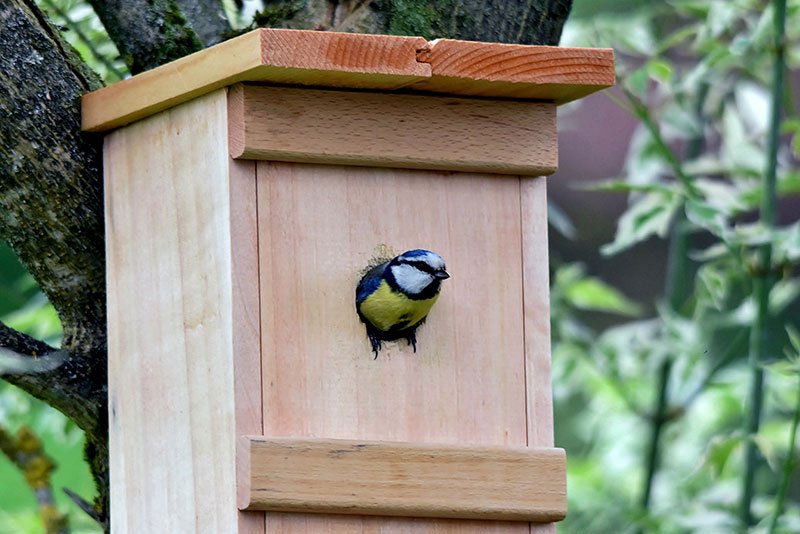 Bluetit In Opening To Nesting Box