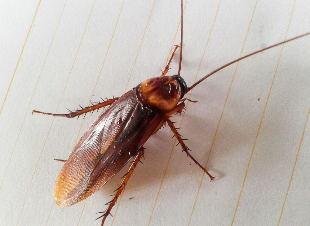 Cockroach closeup