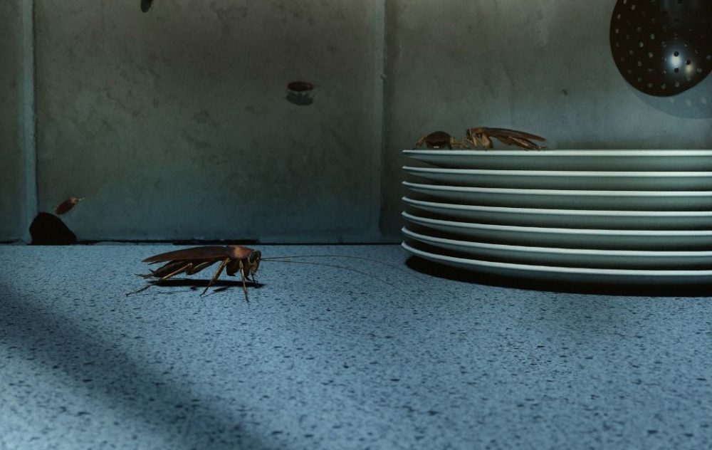 Cockroach in a dark kitchen
