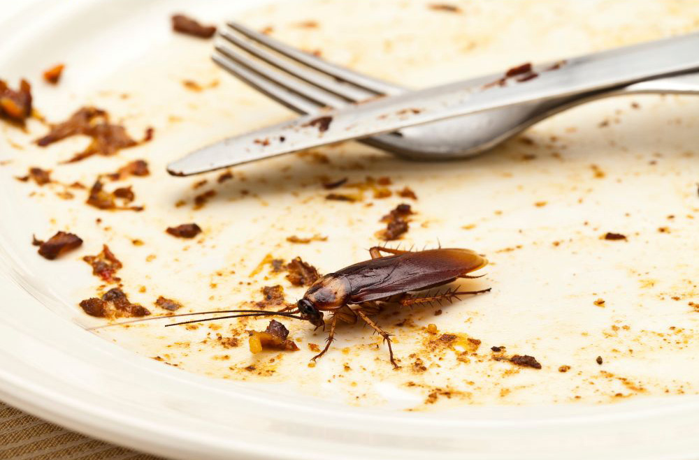 Cockroach eating off empty plate
