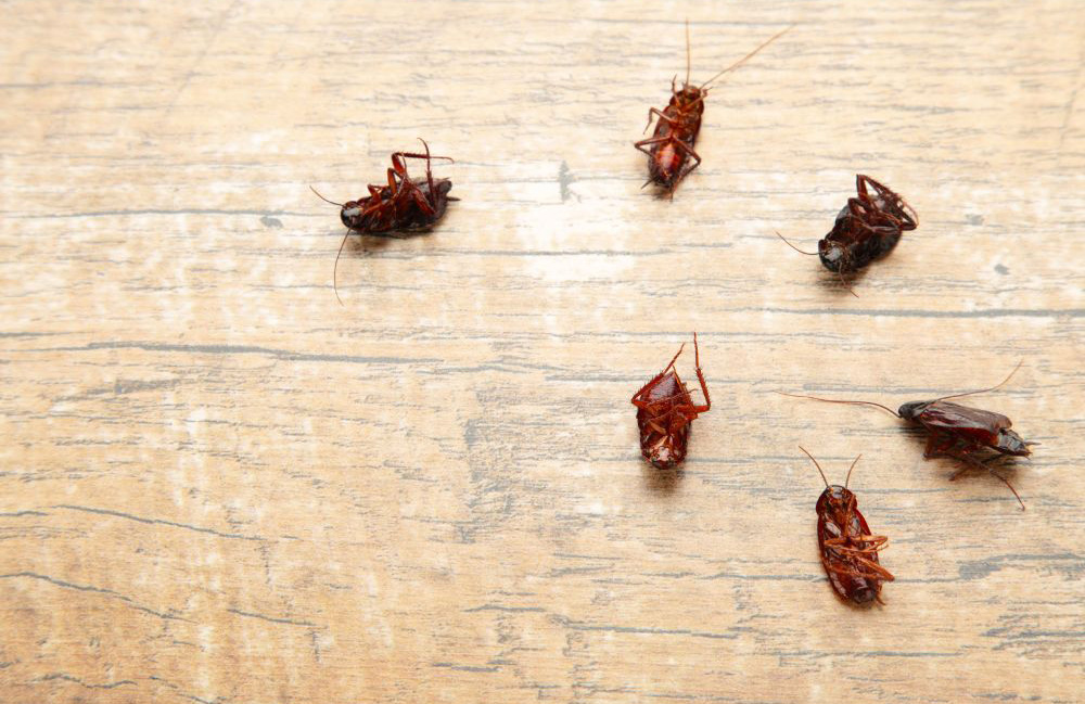 Dead cockroaches on wooden floor