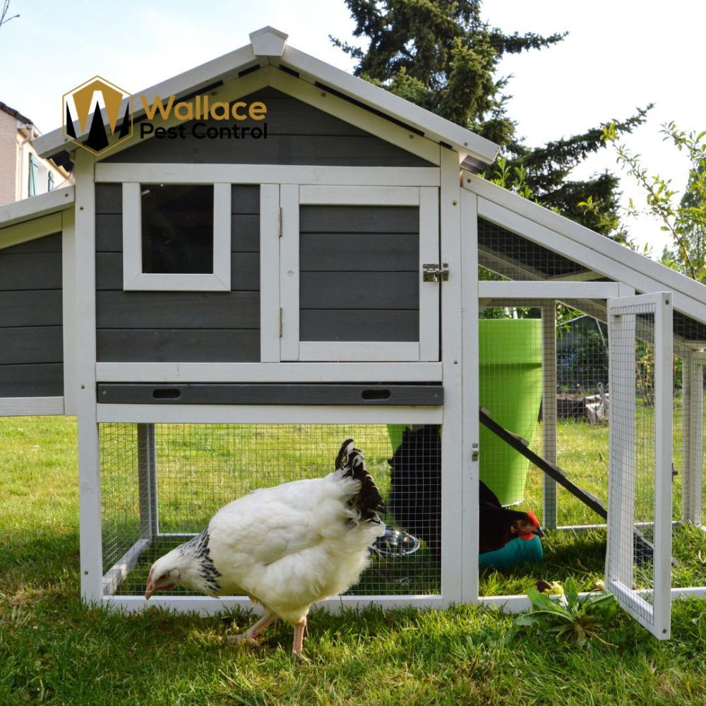 Do Chickens attract rats