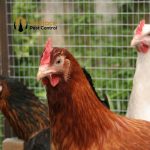 Do chickens attract rats