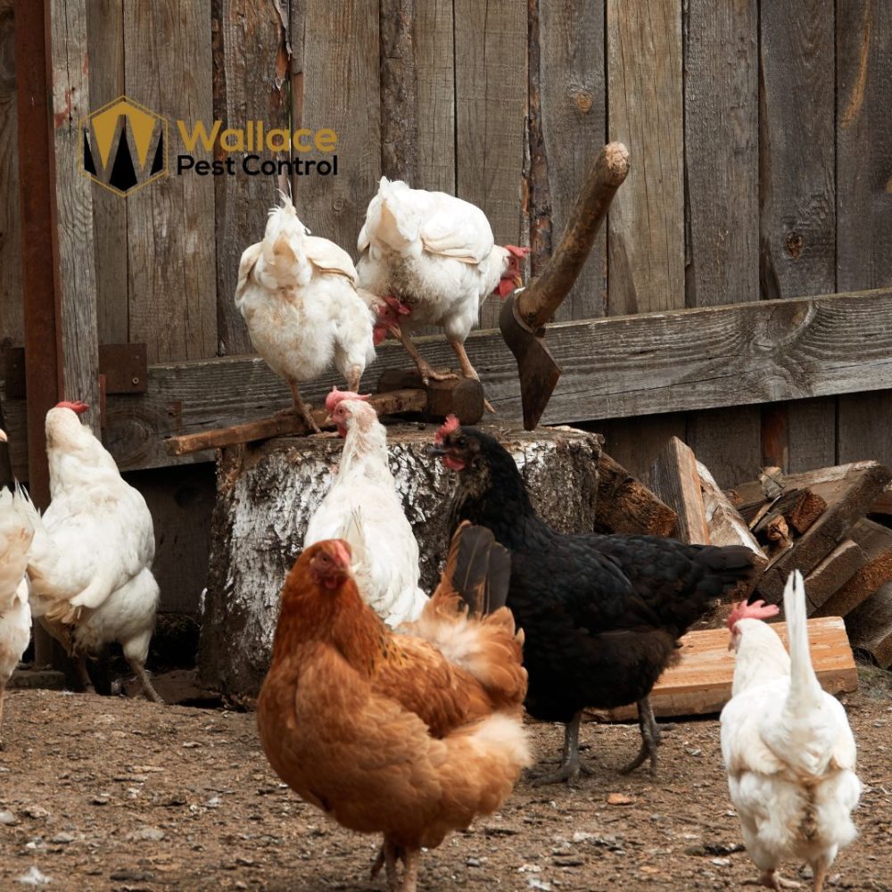Chickens