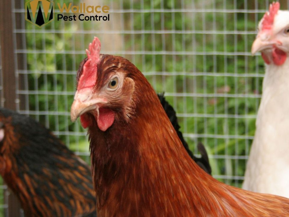 Do chickens attract rats