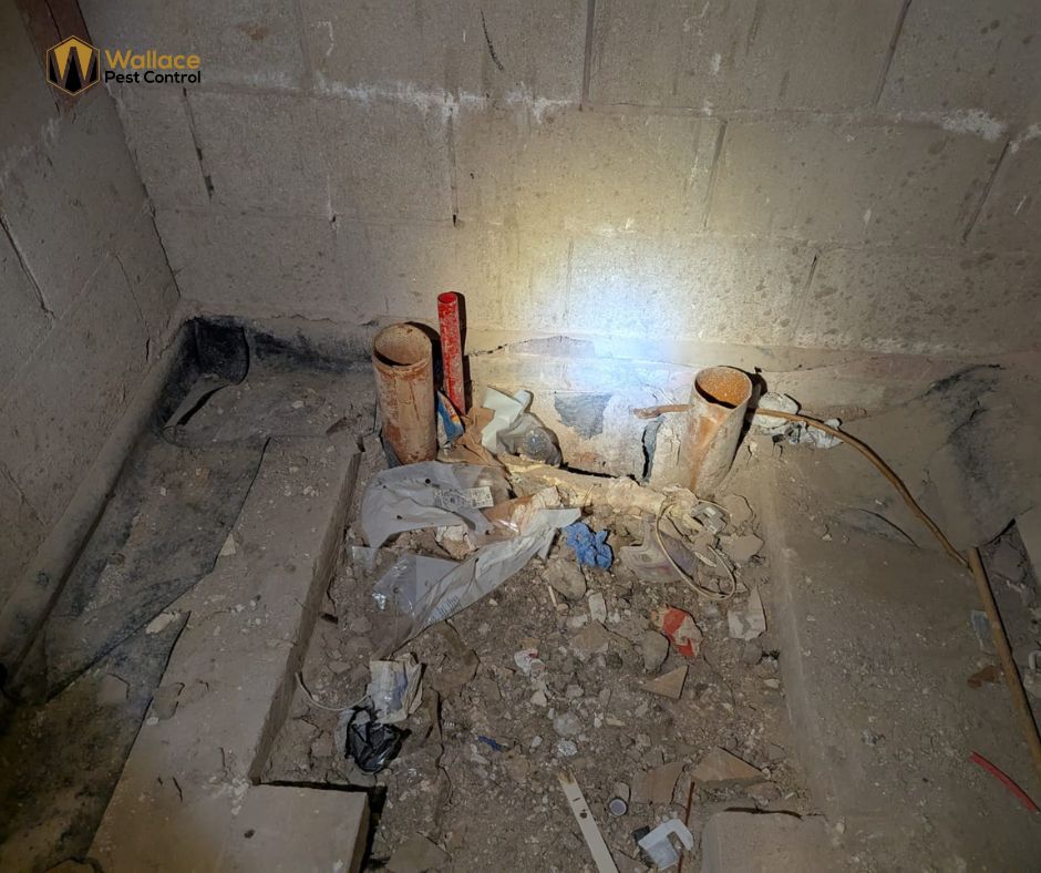 Rats & Drains: why 80 % of UK infestations start underground
