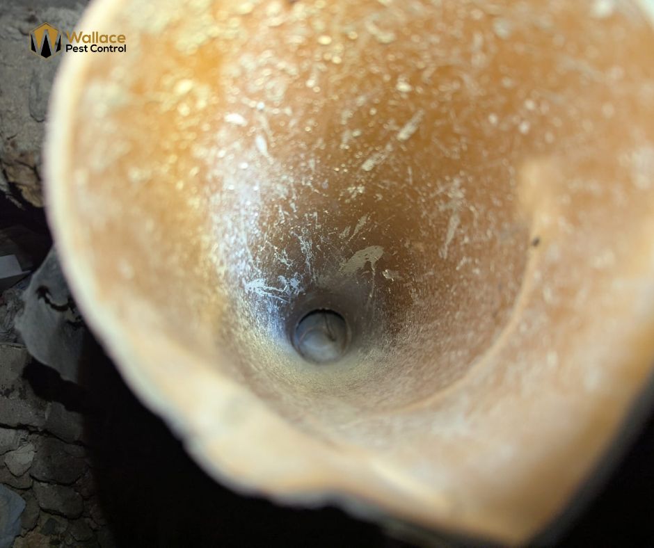 Rats & Drains: why 80 % of UK infestations start underground