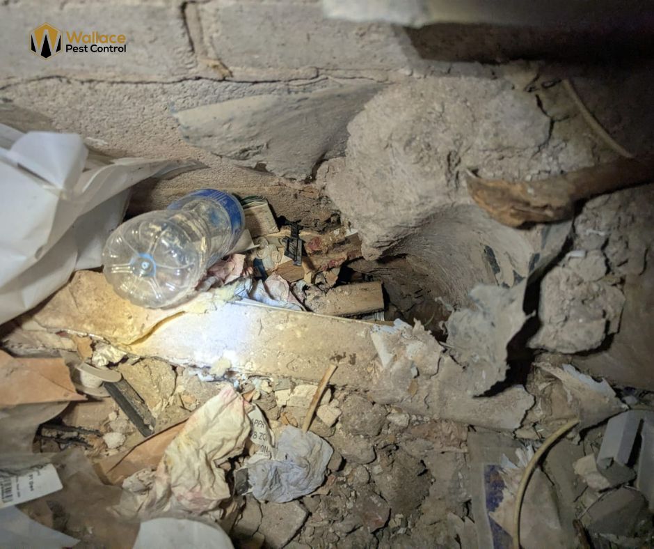 Rats & Drains: why 80 % of UK infestations start underground