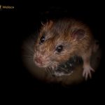 Rats & Drains: why 80 % of UK infestations start underground