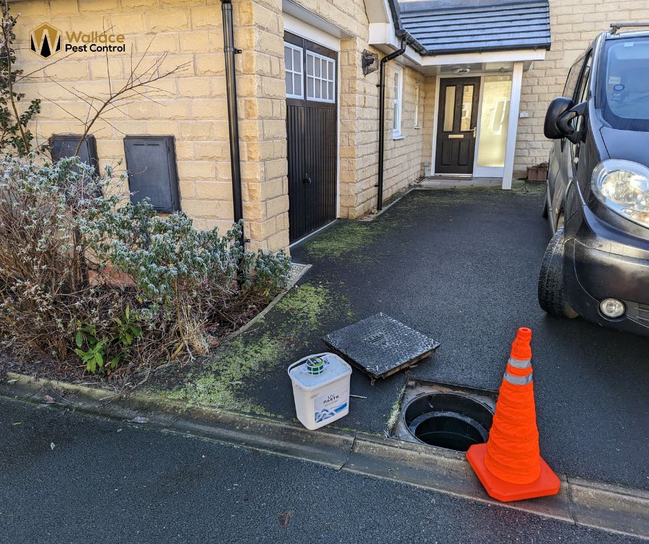 Rats & Drains: why 80 % of UK infestations start underground