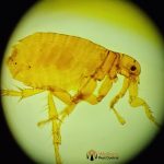 Flea control near me
