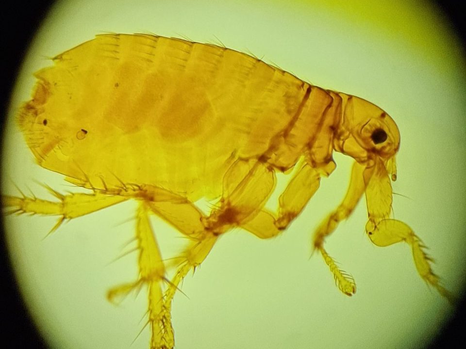 Flea control near me