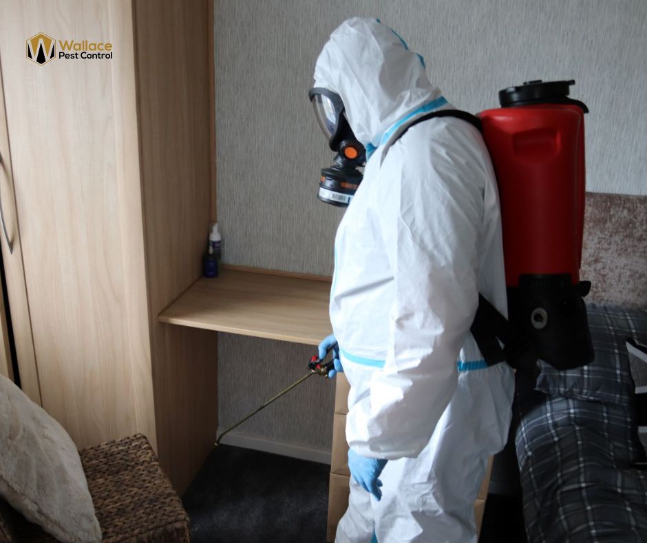 Professional Flea Control in Lancashire