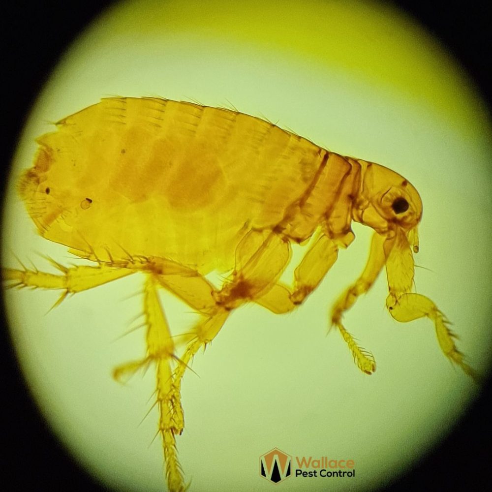 Flea Pest Control Near Me