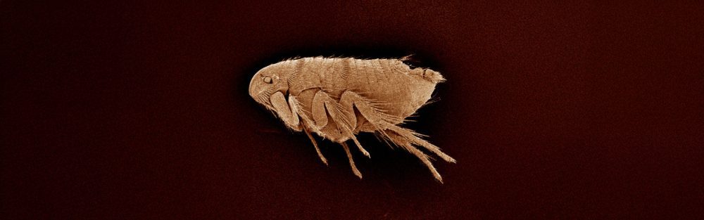 Professional Flea Control in Lancashire