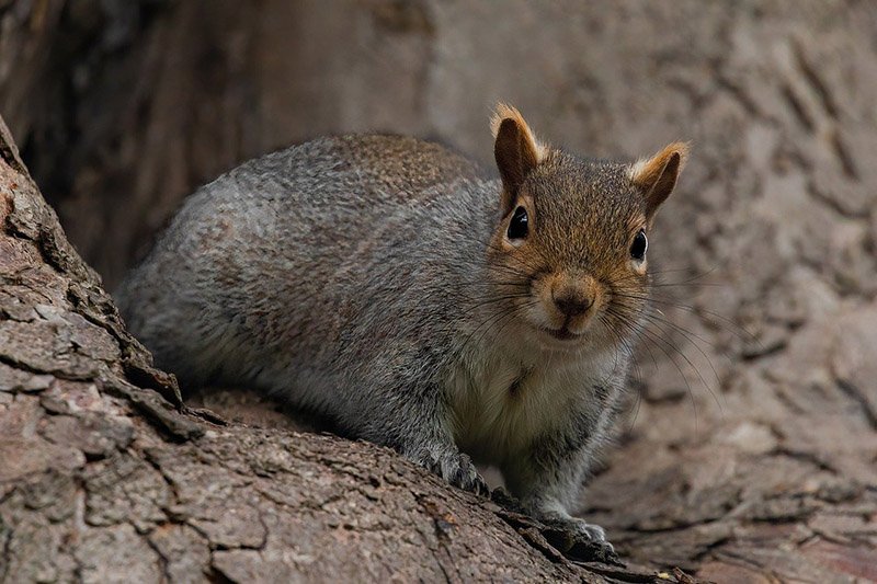 Grey Squirrel on a branch of a tree