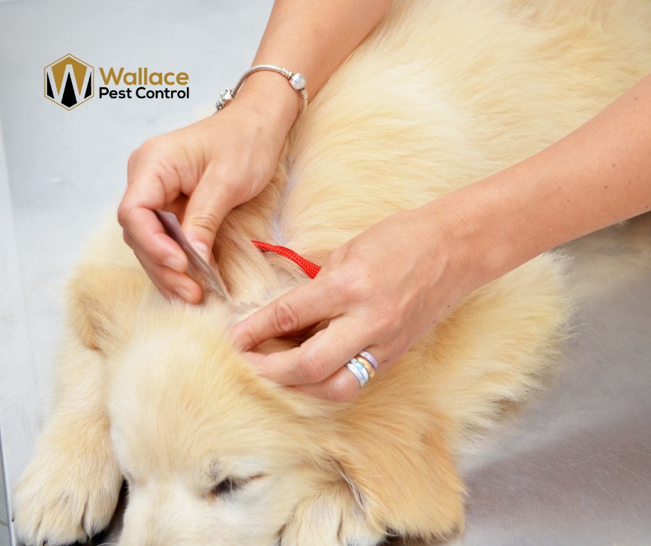 Flea Treatment