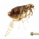 How to get rid of fleas