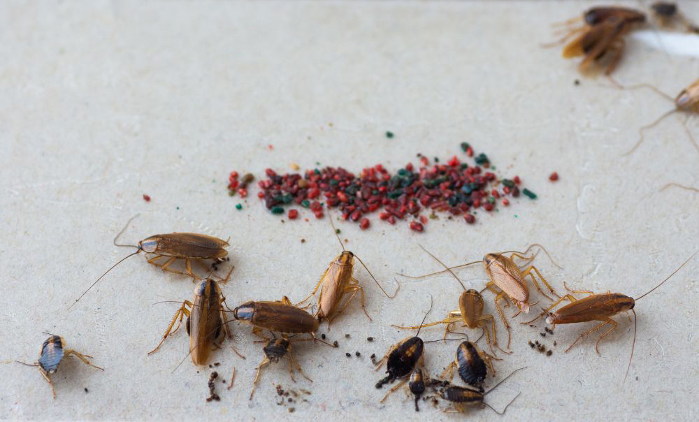 Dead cockroaches