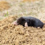 Mole on molehill
