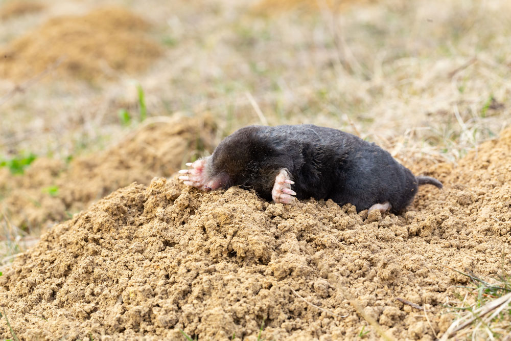 Mole on molehill