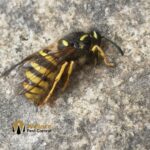A Queen wasp up close found in Clitheroe