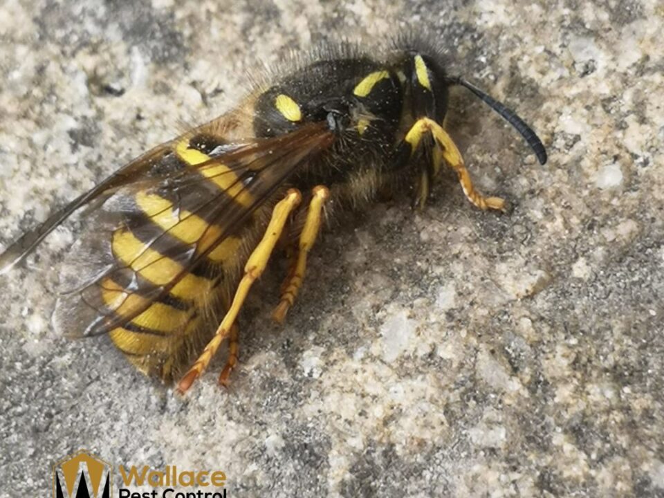 A Queen wasp up close found in Clitheroe