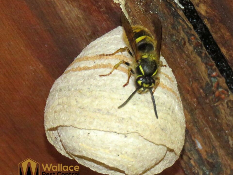 This shows a queen wasp in the process of building a nest. She builds a small, golf-ball-sized nest made of chewed wood pulp.