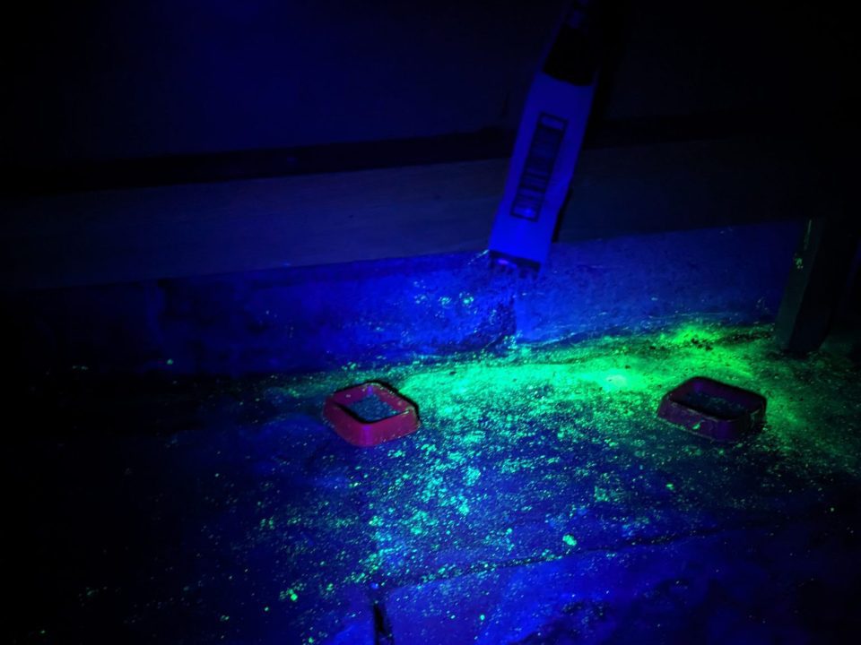 Rat tracking dust glowing