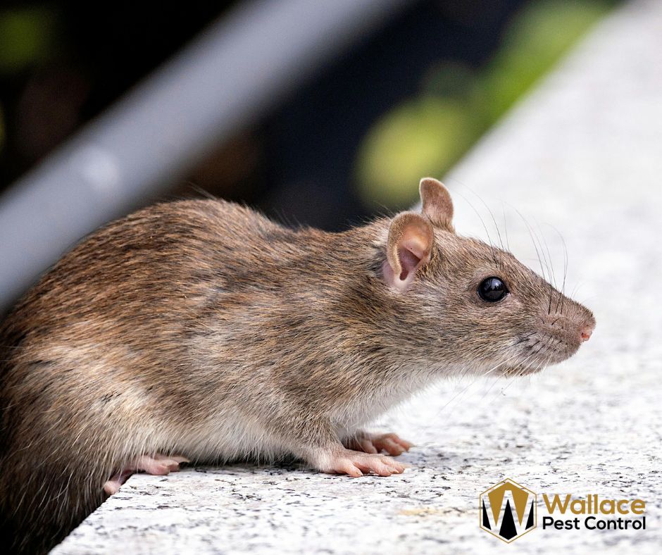 Rat