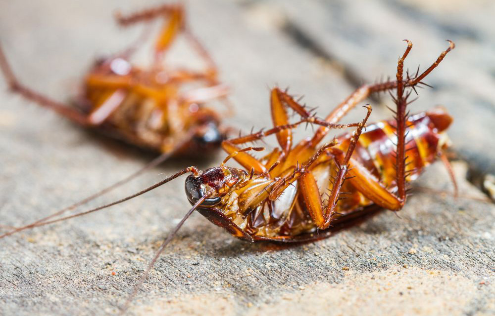 Two dead cockroaches