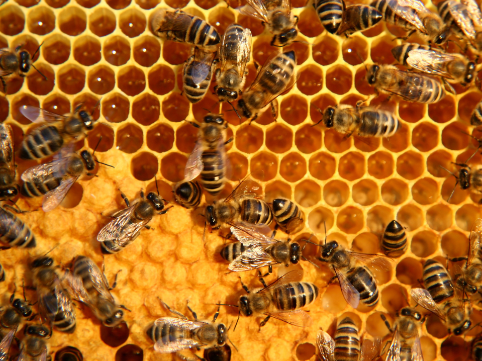 honey bee
