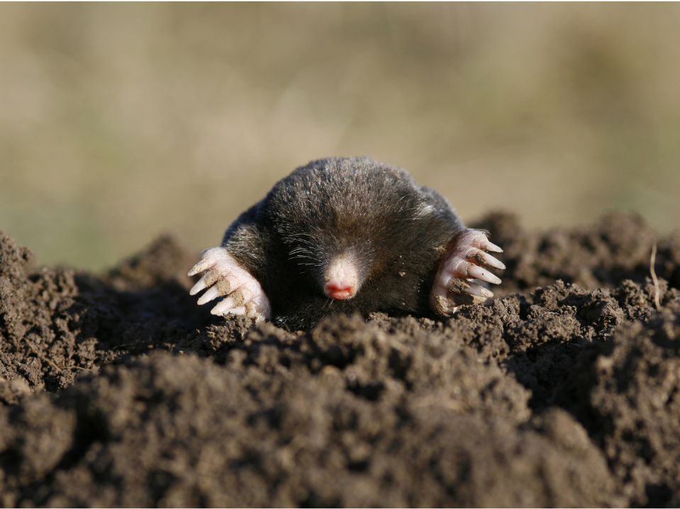 mole coming out into garden