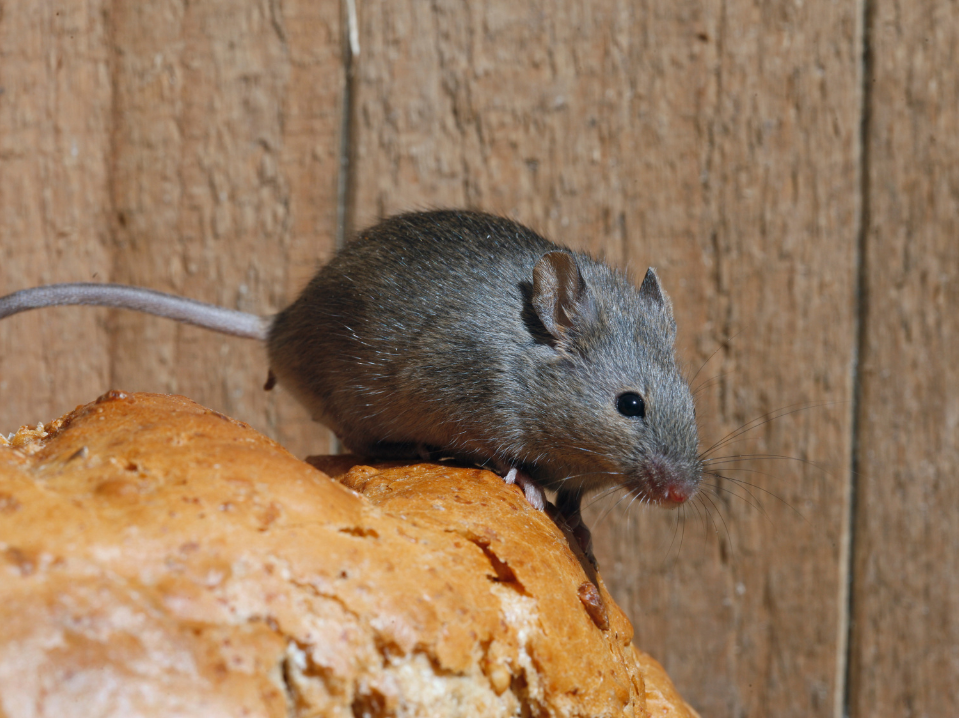mouse on bread