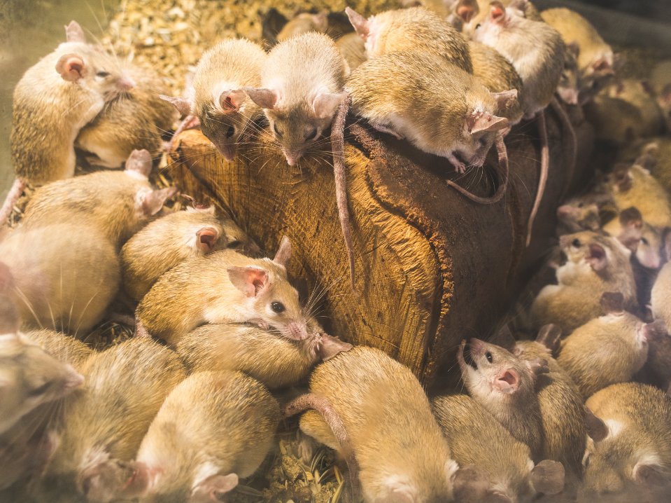 rat/mouse infestation