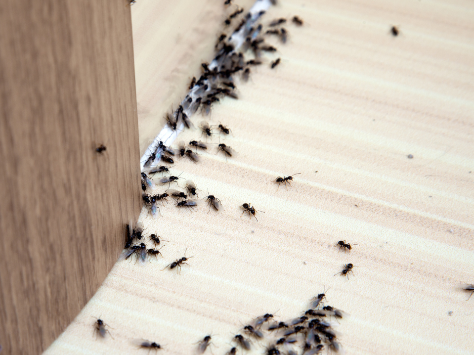 How Do I Tell Where Ants Are Coming From?