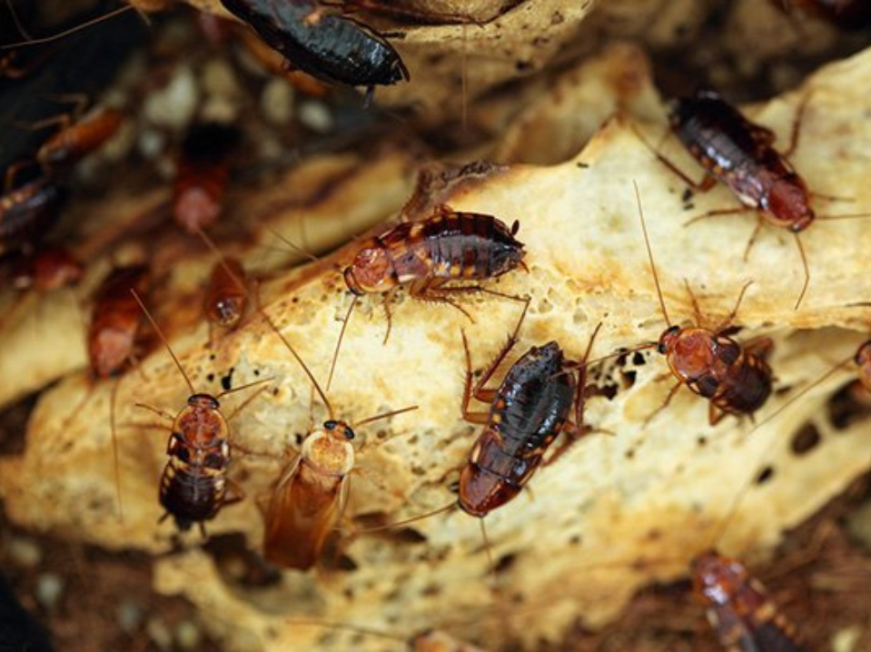 Cockroach