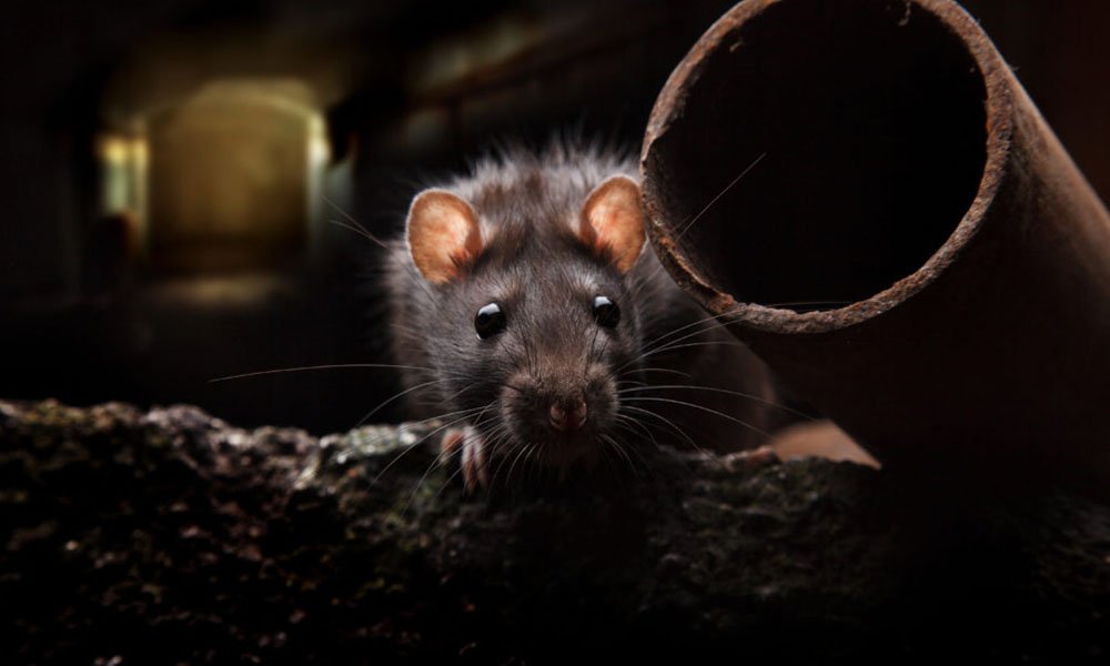 rat in dirt