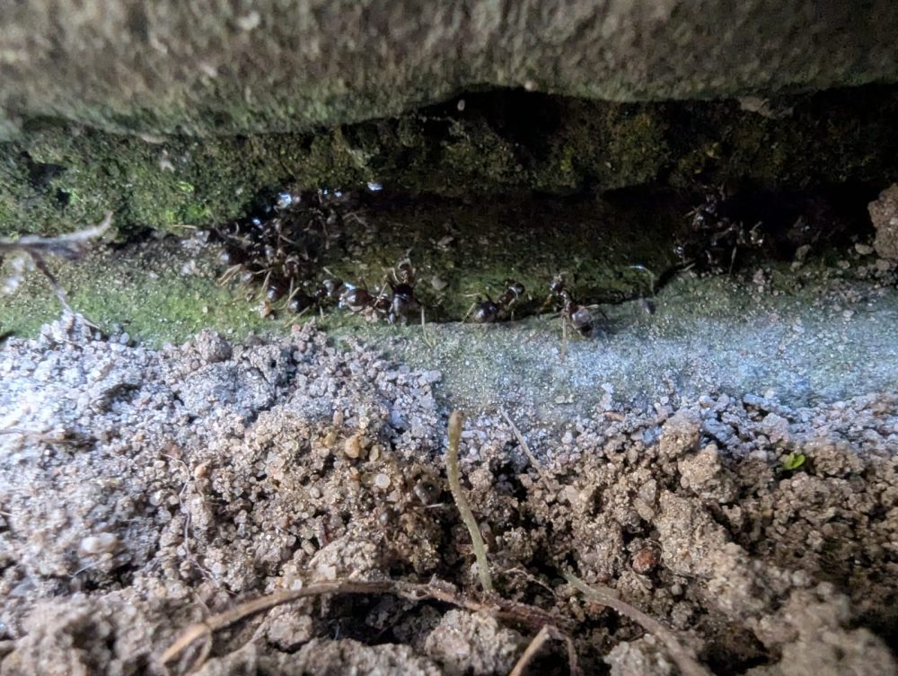 Ant Control