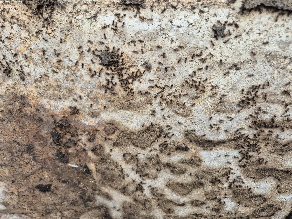 Ant Treatment