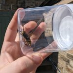 get rid of a wasp nest