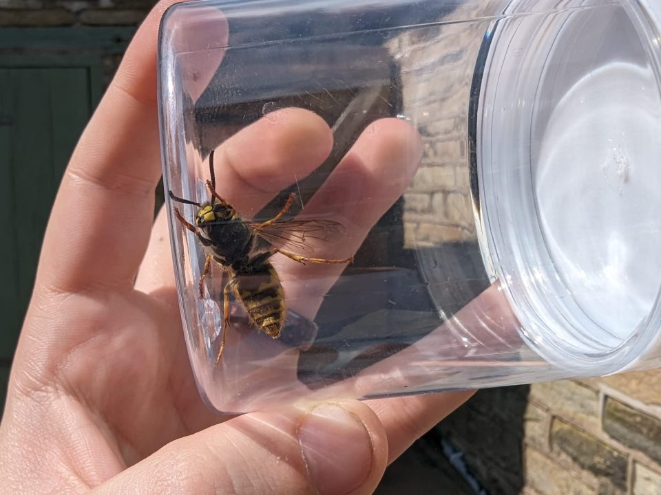 get rid of a wasp nest