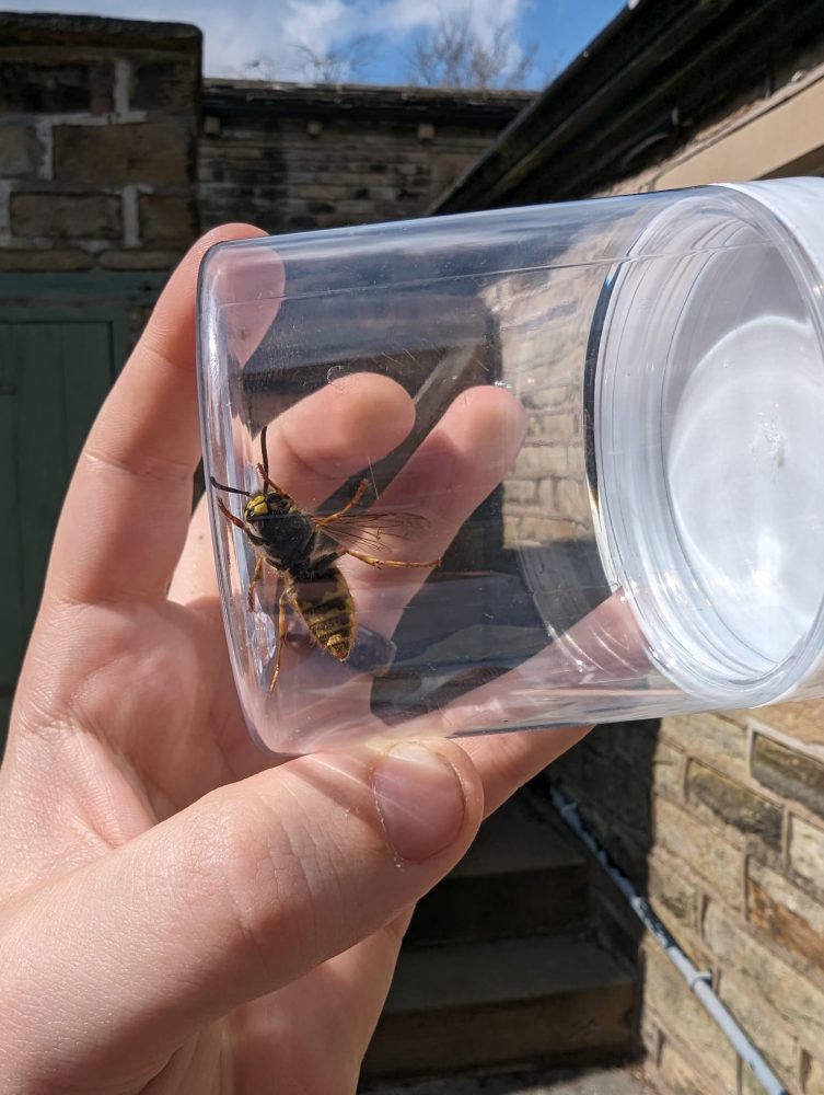 get rid of a wasp nest