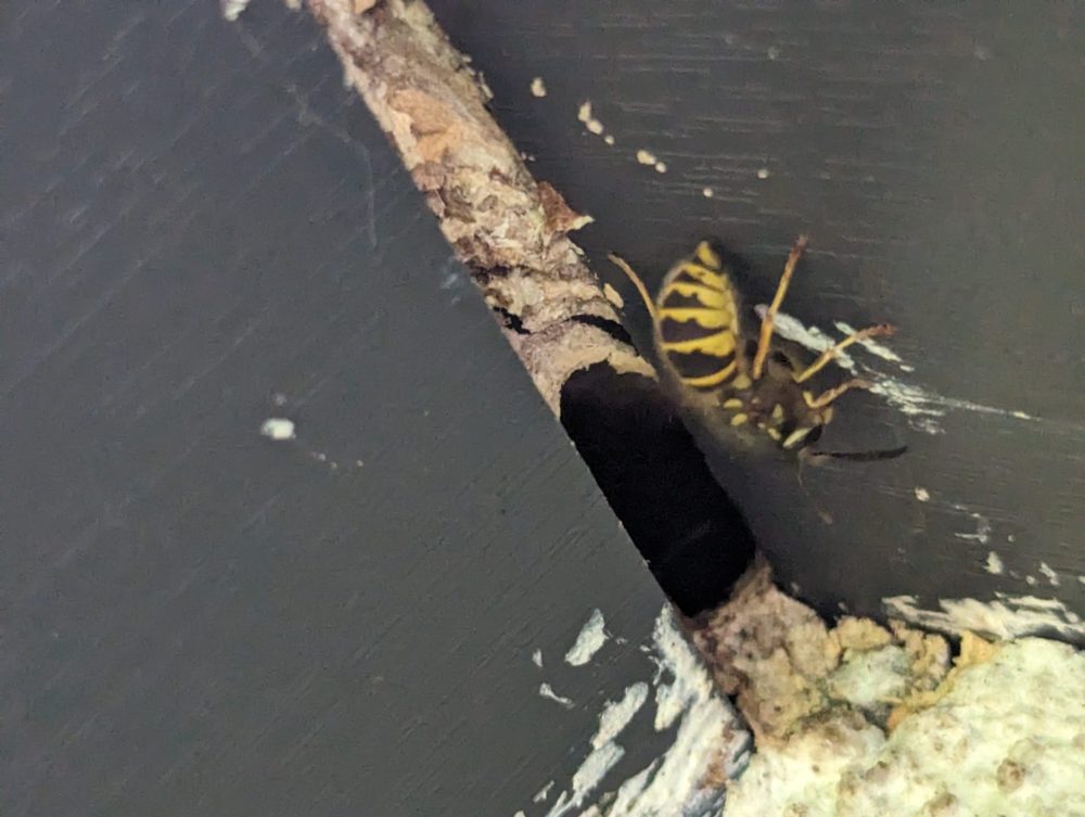 How much does it cost to get rid of wasp nest