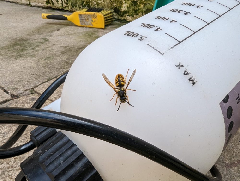 How much does it cost to get rid of wasps